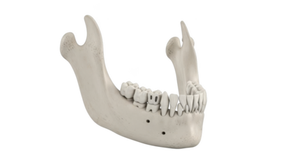 Human mandible bone with teeth on black background
