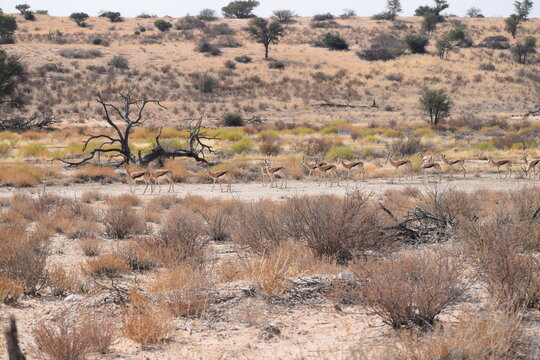 Springbuck in Kalagadi National Park