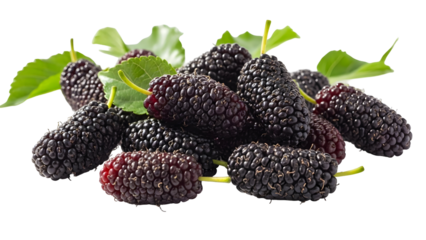 Ripe dark purple mulberries with vibrant green leaves piled together on a clean for fresh fruit concepts