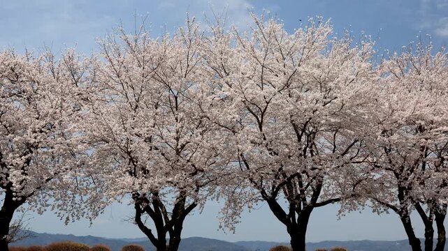 八重桜並木」の写真素材 | 26,863件の無料イラスト画像 | Adobe Stock