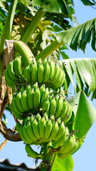 나무에 달린 수많은 바나나