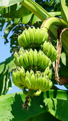 나무에 달린 수많은 바나나