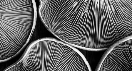 horizontal background texture of mushrooms purple lepista close-up top view black and white photo