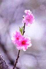 春の訪れを告げる桃の花