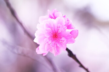 春の訪れを告げる桃の花
