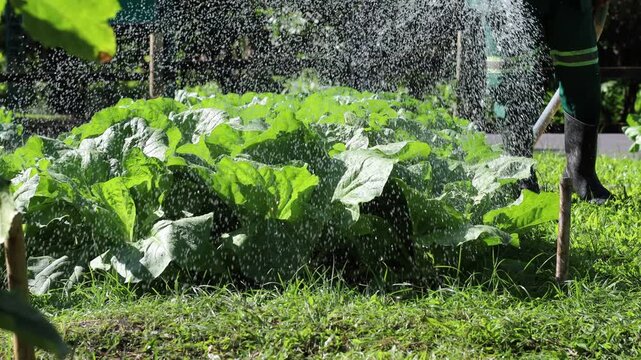 Man watering vegetables in the vegetable patch