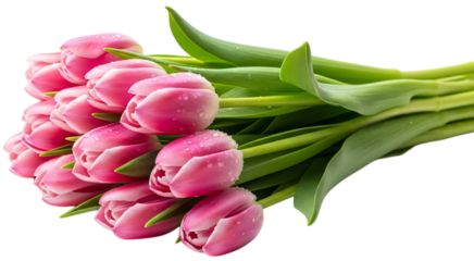 Fresh Pink Tulip Bouquet Water Drops Transparent Background