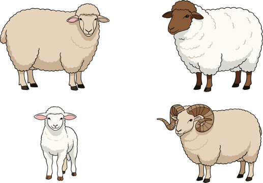 Vector illustration set featuring different sheep breeds including lambs and rams, shown in various poses, perfect for farm designs, education, and agricultural artwork