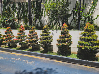 A row of six spiral-shaped topiary trees with reddish-green foliage neatly trimmed along a curb next to a paved surface, with a vine-covered wall in the background.