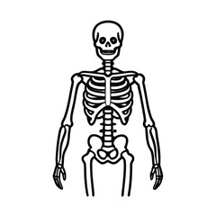 Human skeleton illustration, showing the anatomy of the skull, spine, and rib cage on a black background for medical and biology use
