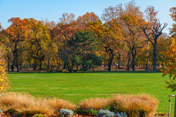 city park on a bright autumn morning, sunlight and shadows on a glade with green grass, yellow and golden autumn leaves on the trees as background, beautiful nature © soleg