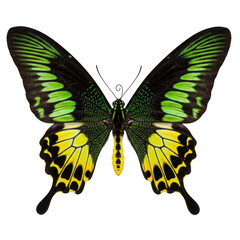 Obraz premium Black butterfly with green and yellow wings on black background