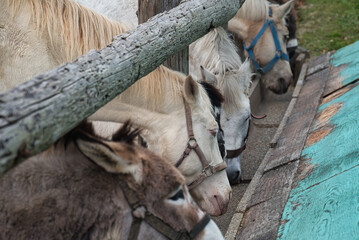 エサを食べる馬やロバ