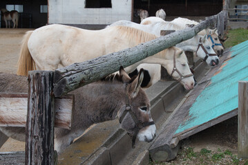 エサを食べる馬やロバ
