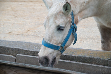エサを食べる馬やロバ