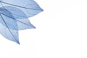 Transparent leaf skeletons on white background