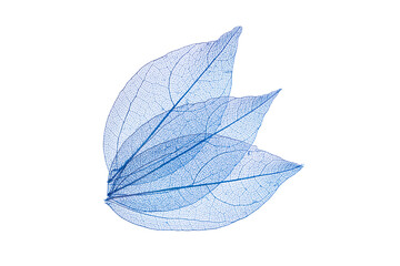Transparent leaf skeletons on white background