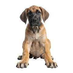 Obraz premium Great Dane puppy sitting on black background fawn brown