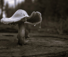 mushroom in the forest