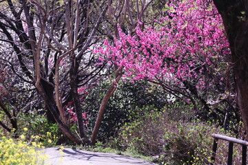 春の美しい桃の花と菜の花の風景
