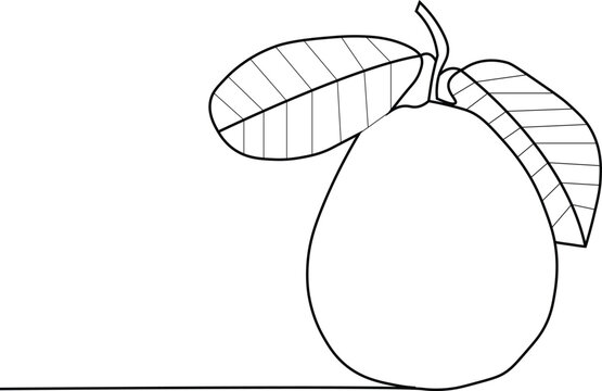 Hand drawn vector Guava. Linear Guava in vintage style. One and a half guaba fleshed guava fruits are isolated against a white background. doodle style design for coloring book
Guava is a tropical 