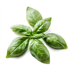 Fototapeta premium Fresh Basil Leaves on White Background 하얀 배경에 분리된 신선한 바질 잎