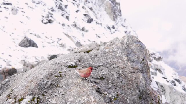 Cinematic Camera Footage of the Three Passes Trek &ndash; Mount Everest, Gokyo Ri, Mountain Life, and Glacier