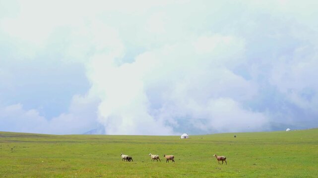 Beautiful nature of Kazakhstan on the Assy plateau. White yurt with grazing animals nearby under the rain clouds.