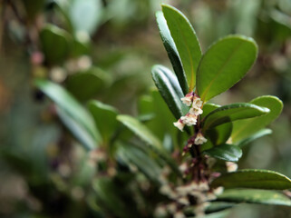 11月に咲いた小さくて繊細な白いハマヒサカキの花
