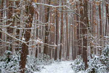 forest of tall trees with brown trunks and frozen branches on a snowy winter day, the entire ground covered with snow