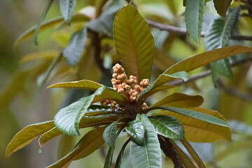 膨らんできたビワの蕾