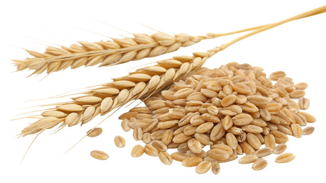 Organic peeled spelt grains and ear of wheat isolated cut out on PNG. AI GENERATED.
