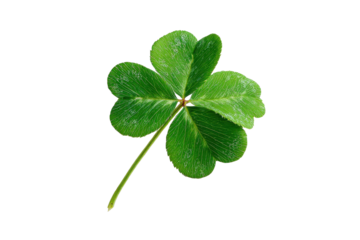 Single green four leaf clover isolated on black background with detailed veins plant, Isolated On White Background, Png Transparent