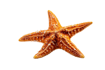 Orange starfish with white spots on black background ocean marine, Isolated On White Background, Png Transparent