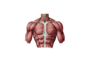 Human torso musculature anatomy illustration with detailed pectoral and abdominal muscles body, Isolated On White Background, Png Transparent