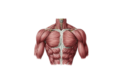 Transparent Muscular Man Flexing Back Muscles - Free Stock Png | Pikwizard