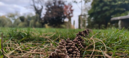 Cute picture of pine cones lined up on a grassy ground during a lovely end of summer day.