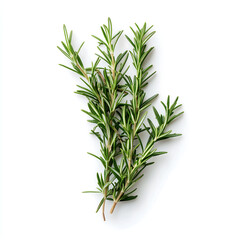 Obraz premium Fresh rosemary sprigs on a pure white background 신선한 로즈마리 가지