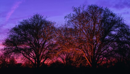 Silhouetting two leafless trees against magenta twilight sky at park edge, rim-lit branches