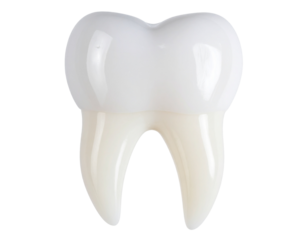 Human tooth, Isolated on transparent or white, Cut out