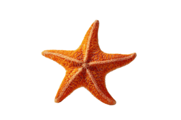 Orange starfish with five arms on a black background ocean marine 1, Isolated On White Background, Png Transparent