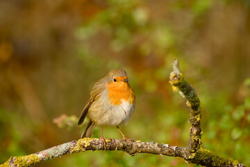European robin perched on a lichen-covered branch with a soft blurred background