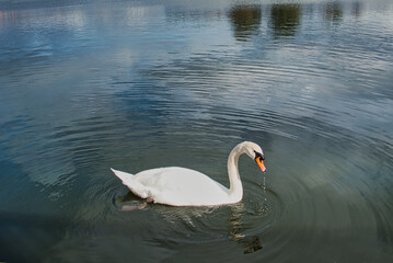 アミューズメントパークの湖に、たった一羽だけいた寂しそうな白鳥