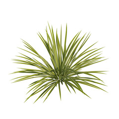Chlorophytum (spider plant) isolated transparent background photo realistic 3d rendering PNG with alpha channel
