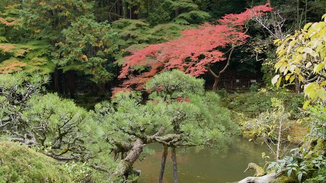 One tree by autumn forest pond has bright red leaves, establishing shot