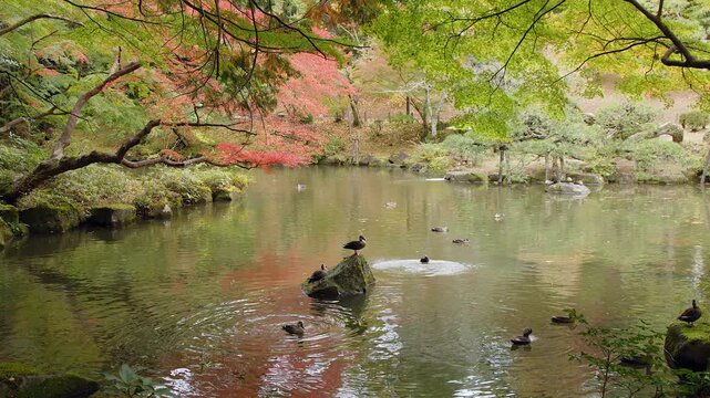 Spot-billed ducks leap off rock into colourful autumn pond water