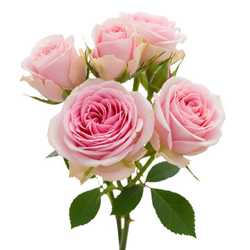 Delicate Pink Roses A Symbol of Love and Beauty