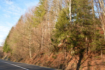 A section of forest road. Trees along the road.