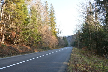Asphalt road in the mountains, trees along the road