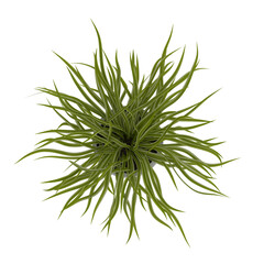 Chlorophytum (spider plant) top view potted isolated transparent background realistic photo 3d rendering PNG with alpha channel
